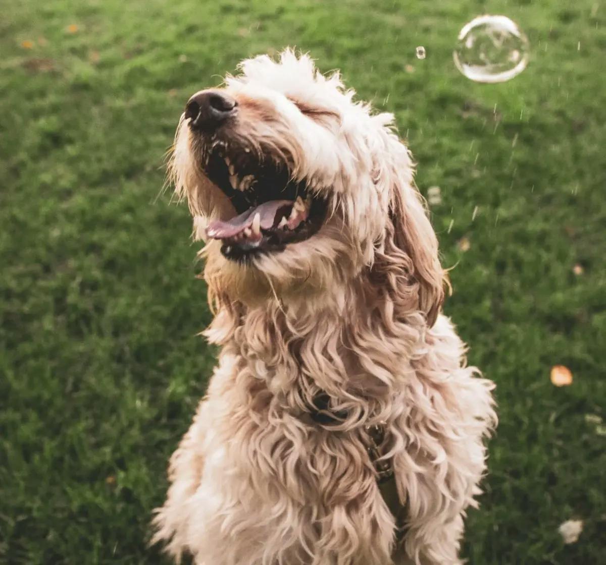 smiling dog with bubbles