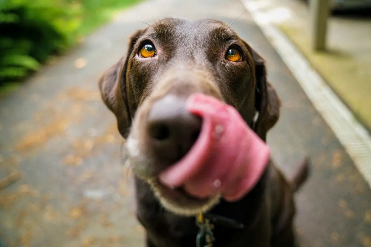 brown dog licking own nose