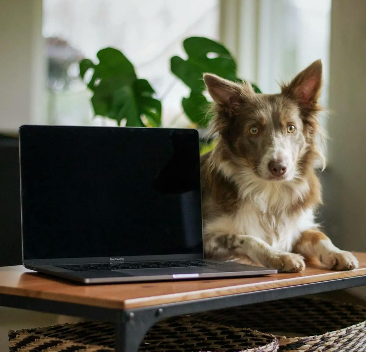 dog next to laptop