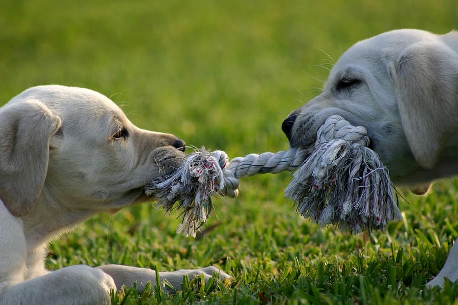 two puppies playing tug-o-war